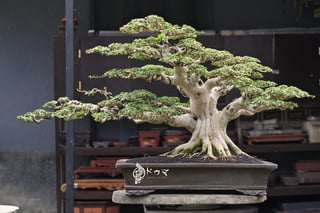 Ancient bonsai tree with sprawling canopy on wooden stand