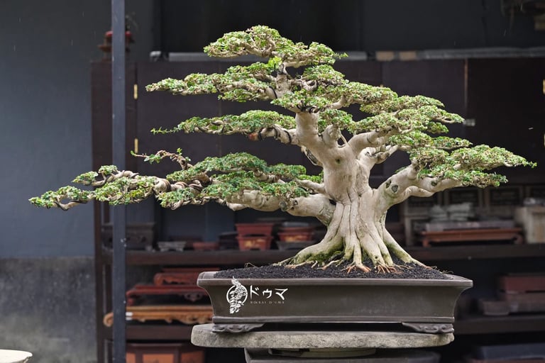 Ancient bonsai tree with sprawling canopy in ceramic pot on wooden display stand