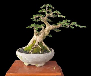 Mature bonsai with gnarled trunk and spreading branches