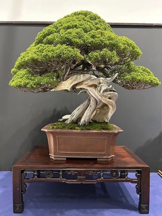 Bonsai tree with twisted gnarled trunk on wooden stand