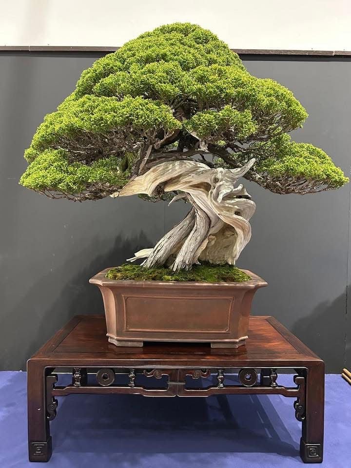 A mature bonsai tree with dense green foliage and a twisted, gnarled trunk displayed in a brown ceramic pot on a wooden stand