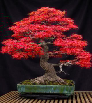 Red Japanese maple bonsai with vibrant crimson foliage