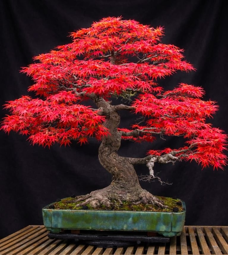 Red Japanese maple bonsai tree with vibrant crimson foliage in a green ceramic pot against a dark background