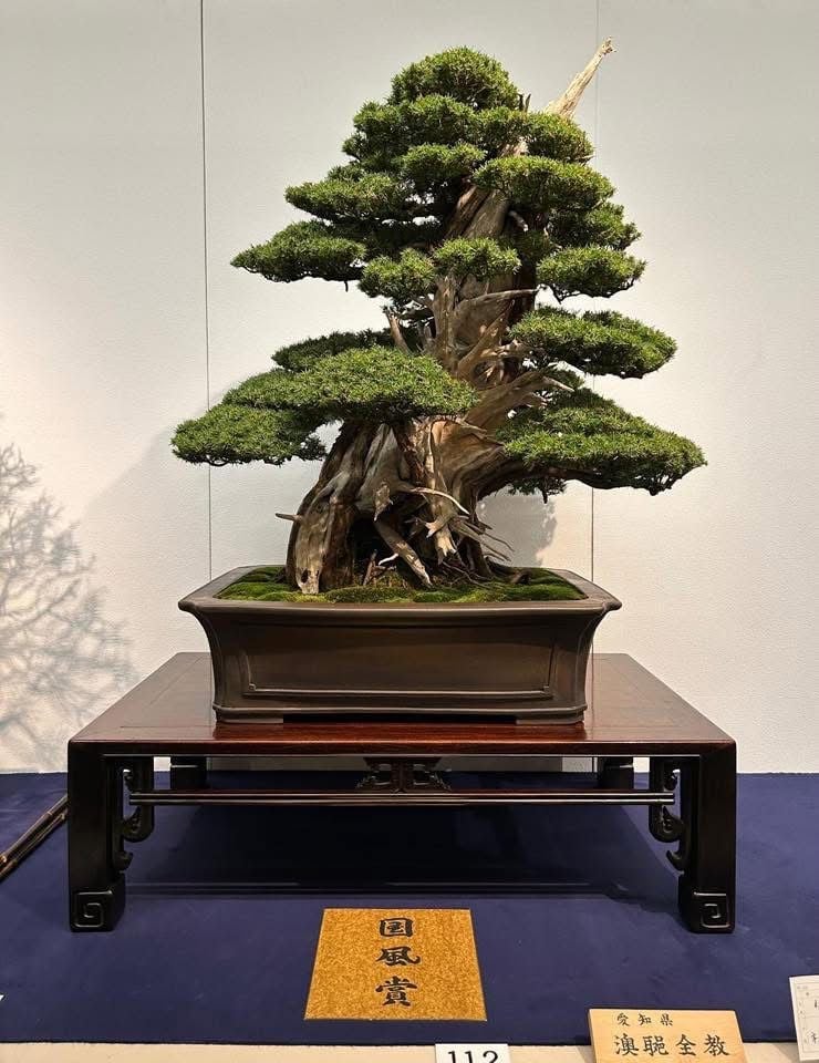 Mature bonsai tree with thick trunk and layered green foliage in ceramic pot on display stand with numbered label