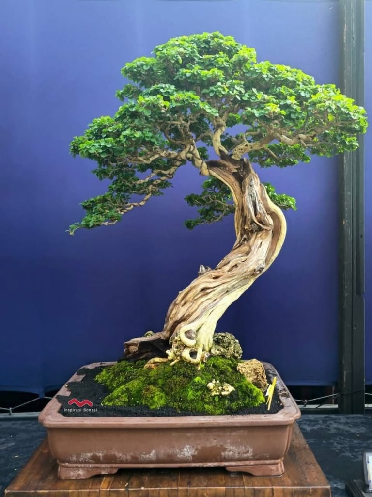 Premium bonsai tree