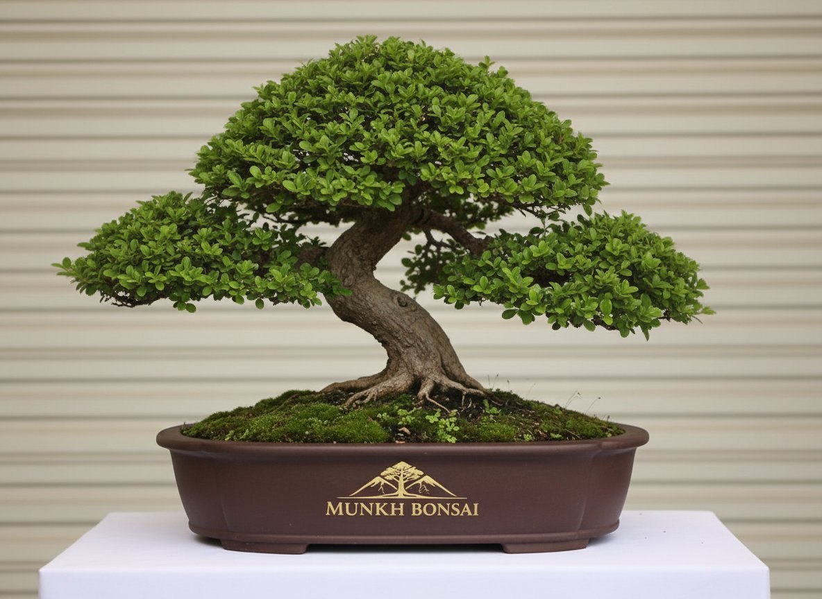 Mature green bonsai tree with thick trunk in oval ceramic pot labeled Munki Bonsai