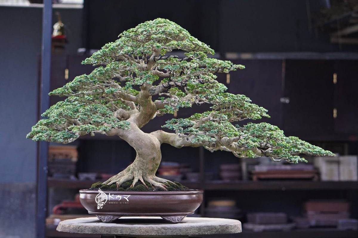 Mature bonsai tree with dense green foliage and gnarled trunk displayed in a dark ceramic pot on a stone stand