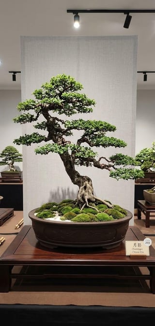 Bonsai tree with gnarled trunk and moss in ceramic pot